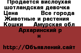 Продается вислоухая шотландская девочка › Цена ­ 8 500 - Все города Животные и растения » Кошки   . Амурская обл.,Архаринский р-н